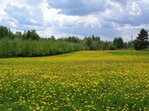 Nurkkalan kesäinen pelto