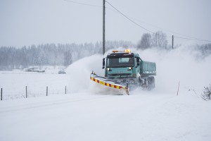 Auraus_9316