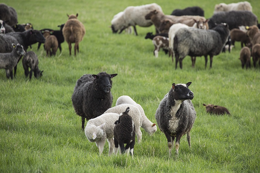 Lauran lampaat laiduntavat kirkonkylän kupeessa