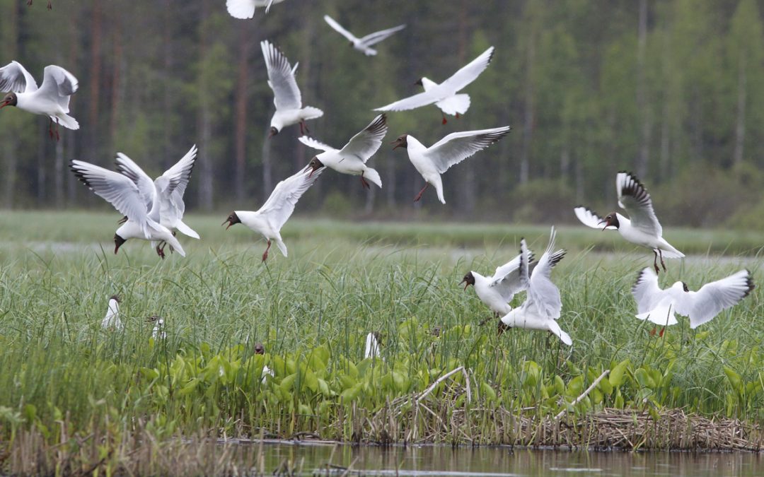 Jäppilä – harjujen ja vesistöjen kirjavoima koti monipuoliselle luonnolle