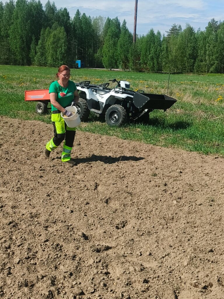 Perinteinen herneiden kylvö keväällä.